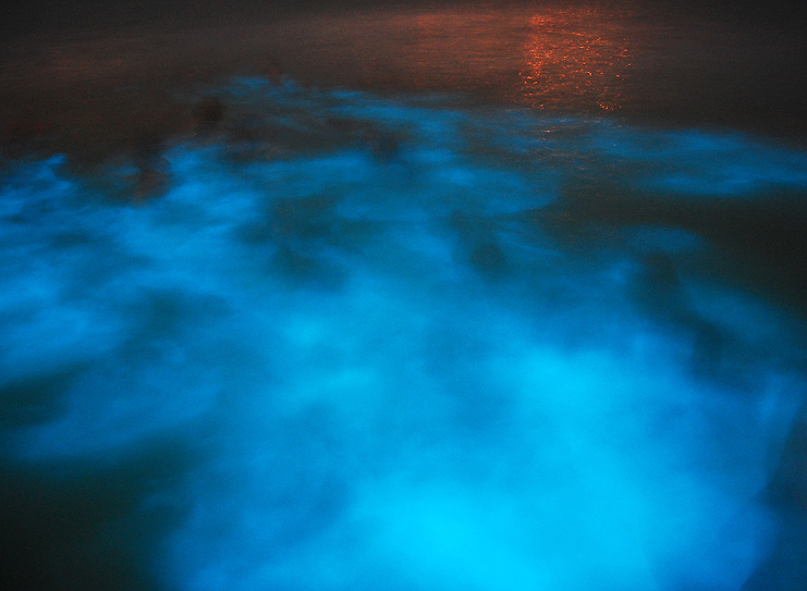 Bio-luminescent Waters
