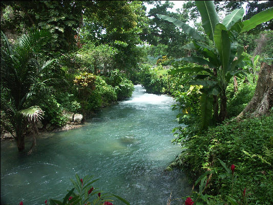 Roaring River Jamaica