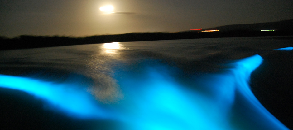 Glistening Waters Luminous Lagoon Tours